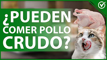 ¿Es el pollo o el pavo más sano para los gatos?