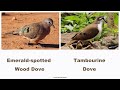 Tambourine Dove and Emerald-spotted Wood Dove calls (how to tell the difference)