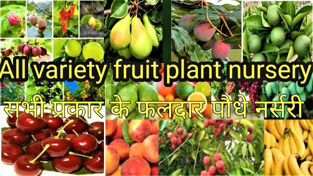 all variety fruit plant nursery सभ परकर क फलदर पध नरसर youtube