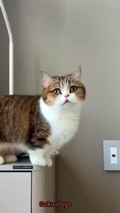Tired After Work β My Cat Turned Into a Caretaker! πΉβ€οΈ #cat #catvideos #funny #youtubeshorts #shorts