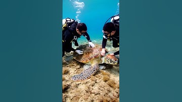 Marine Biologist Save Almost Extinct Large Sea Turtle! #Rescue #WIldlife #Animals