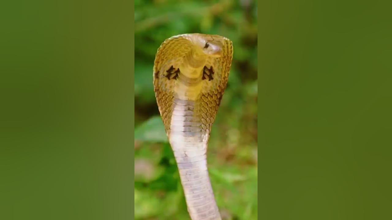 Spectacled Cobra, Wild Kratts Wiki