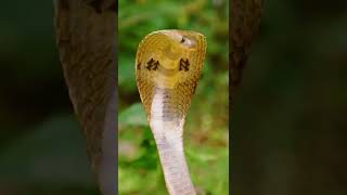 The Creature Powers of the Spectacled Cobra 🐍 #shorts