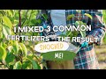 I Mixed 3 Fertilizers Together — One Result Shocked Me