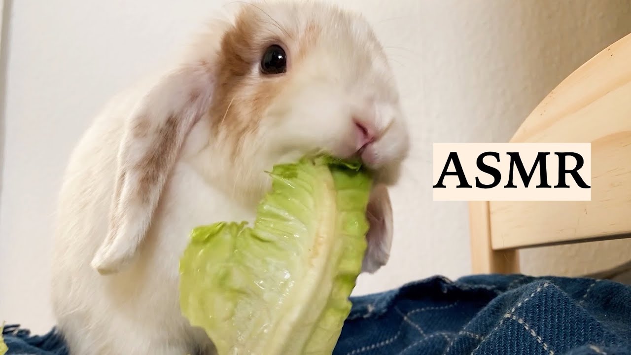 ASMR Rabbit Eating Crunchy Vegetables π° Eating Sounds - YouTube