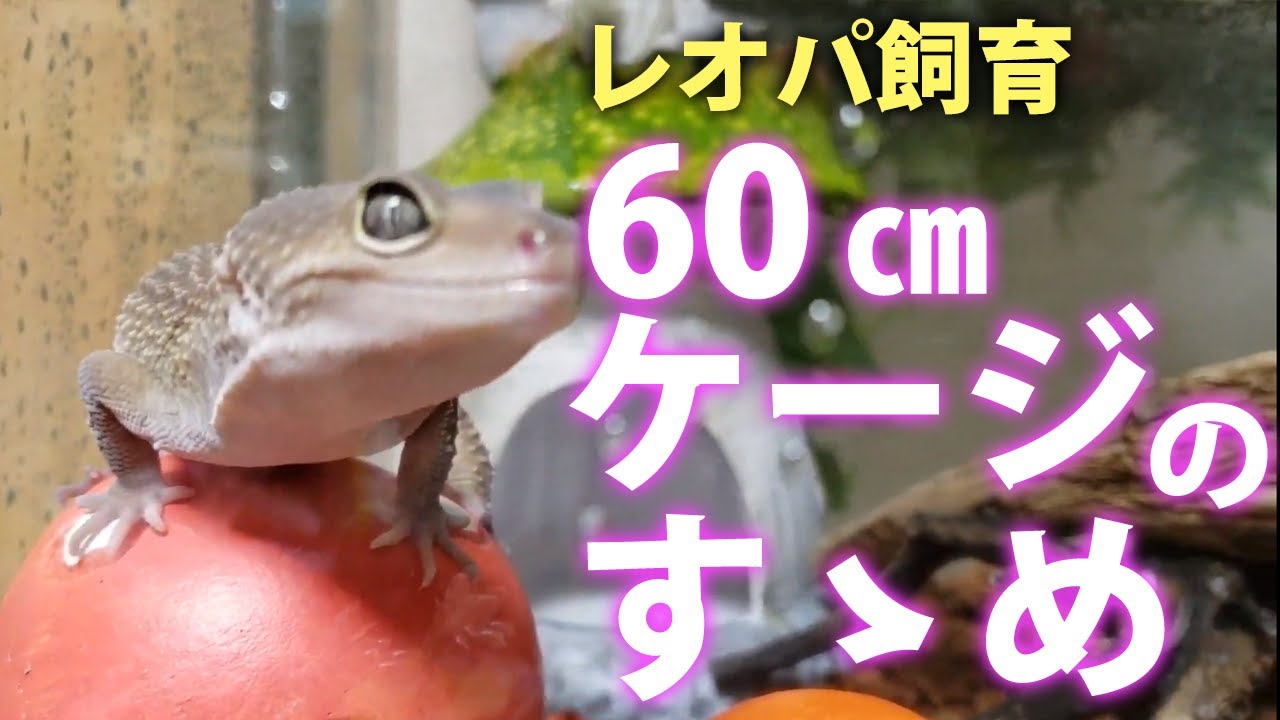ヤモリ大全　レオパードゲッコーI ヤモリ大全Ⅰヒョウモントカゲモド(レオパードゲッコー.レオパ