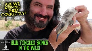 BLUETONGUED SKINKS IN THE WILD (are we keeping them correctly?)