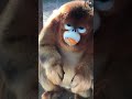 Golden monkey eating an orange | Rare monkey!