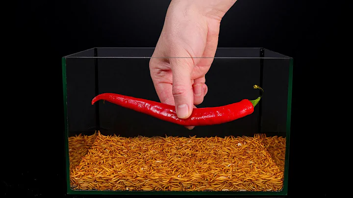 10,000 Worms - Mealworms Eating Red Pepper - Time Lapse Video