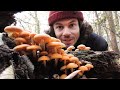 Zauberhafte Natur - Winterpilze Und Mehr - Wurzeln und Pilze Sammeln Mitte November 2020