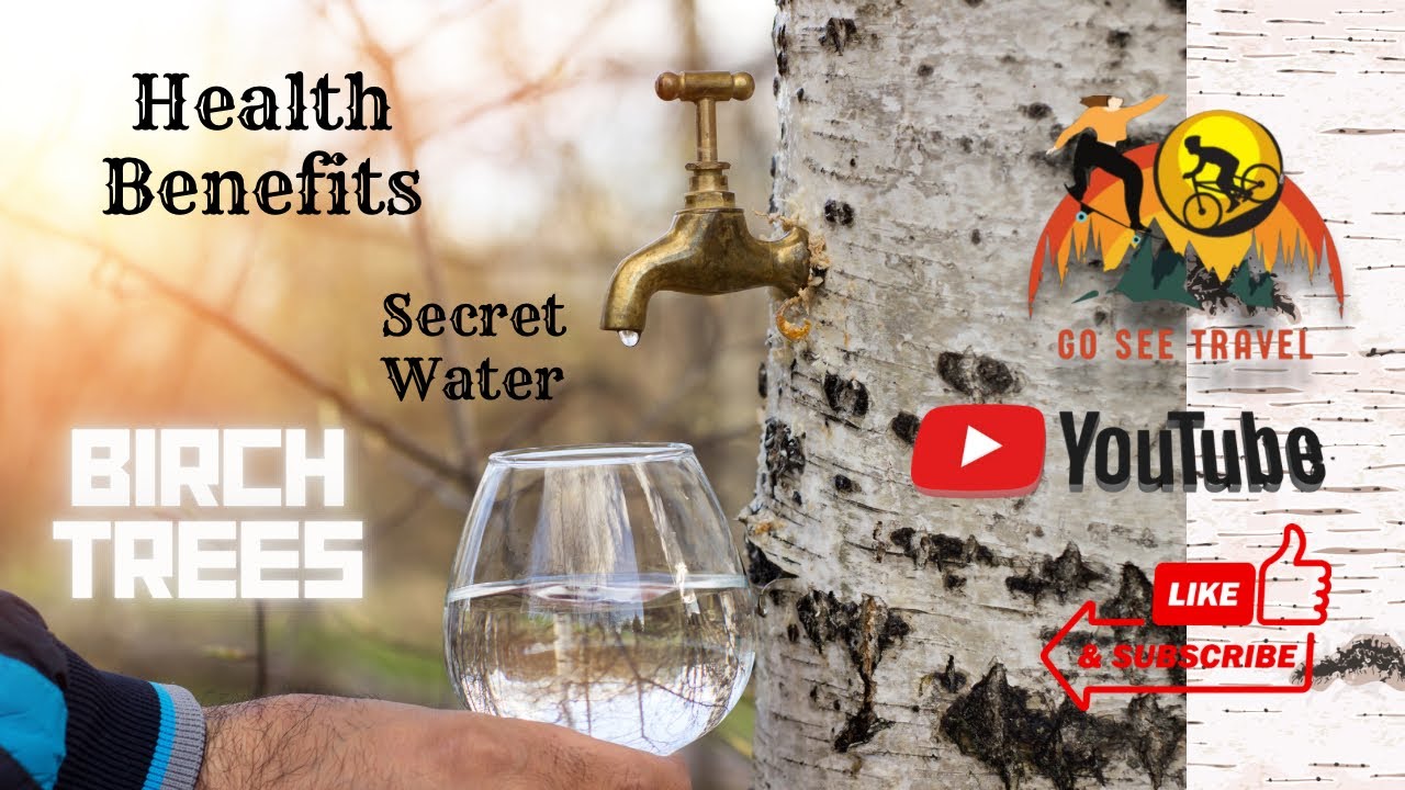 “The Secret of Water of Birch Trees: Harvesting and Health Benefits | GoSeeTravel