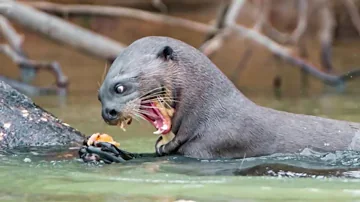 ¿Son violentas las nutrias de río?