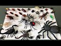 Spider Zuru Robo Alive | Insects Toys-New Toys Collection