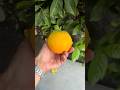 Make fresh orange juice with me #homestead #juicing #harvesttime