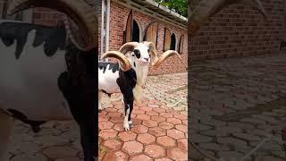 tanduk domba belang sapi paling panjang dan super mewah#dombagarut #hpdki #trending #shorts