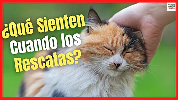 ¿Cómo se sienten los gatos cuando les abandonas?