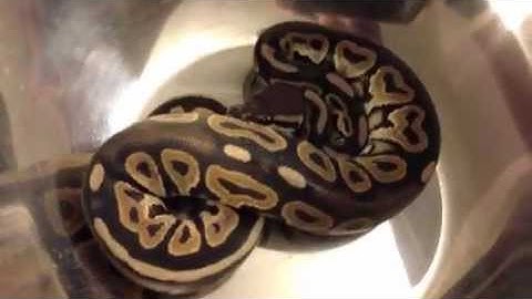 Ballpython Collection Update March 2013