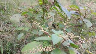 Planta comestible  El Bledo  se encuentran serca de Rios