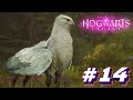 ФАНТАСТИЧЕСКИЕ ТВАРИ ▲ Hogwarts Legacy #14