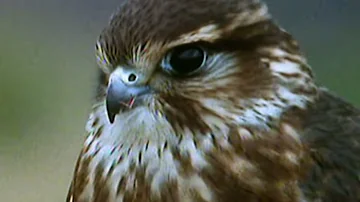 Secret Nature - Facts About Birds of Prey 🦅 | S01E05 | Bird Documentary | Natural History Channel