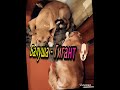 Балу стал ГИГПНТОМ🐶🔥👍🙈на 9 месяцев.