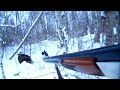 Охота с лайками на кабана. Wild boar hunting with a laika