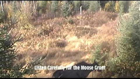 2010 Moose Hunt with Don Mealey
