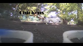 Tiny Whoop: Chasing Chickens and hitting Gaps