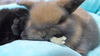 This baby rabbit seemed to have lost all sleep because the timothy tasted so good.