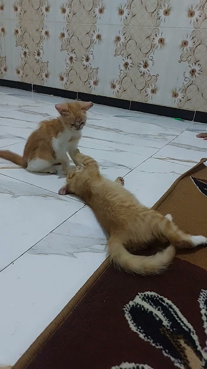 kucing lucu yg bikin gemes