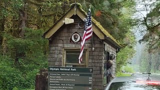 Visiting the Hoh Rainforest