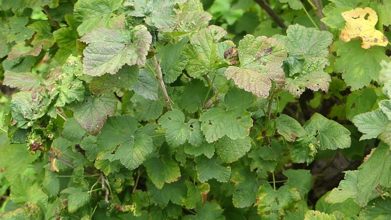 Ribes rubrum 'Jonkheer van Tet's'