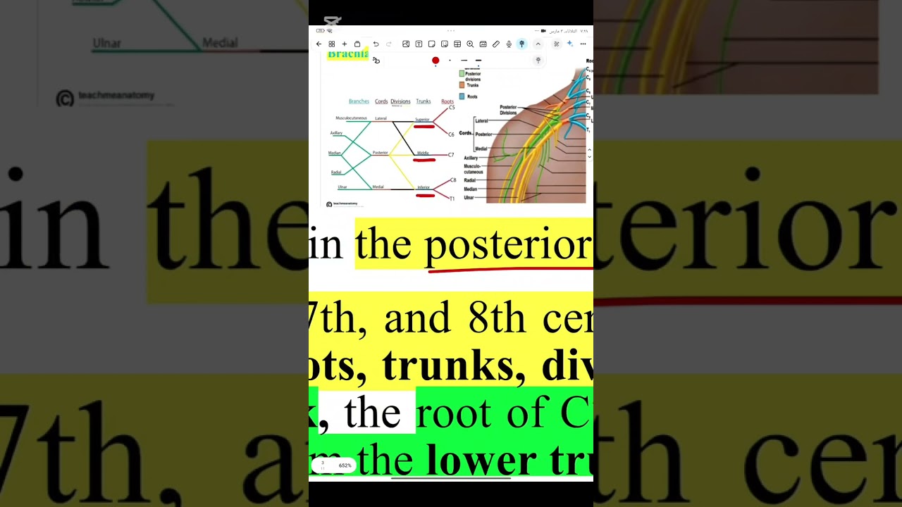 Anatomy lec16طب الاسنان مرحله ثانيه 