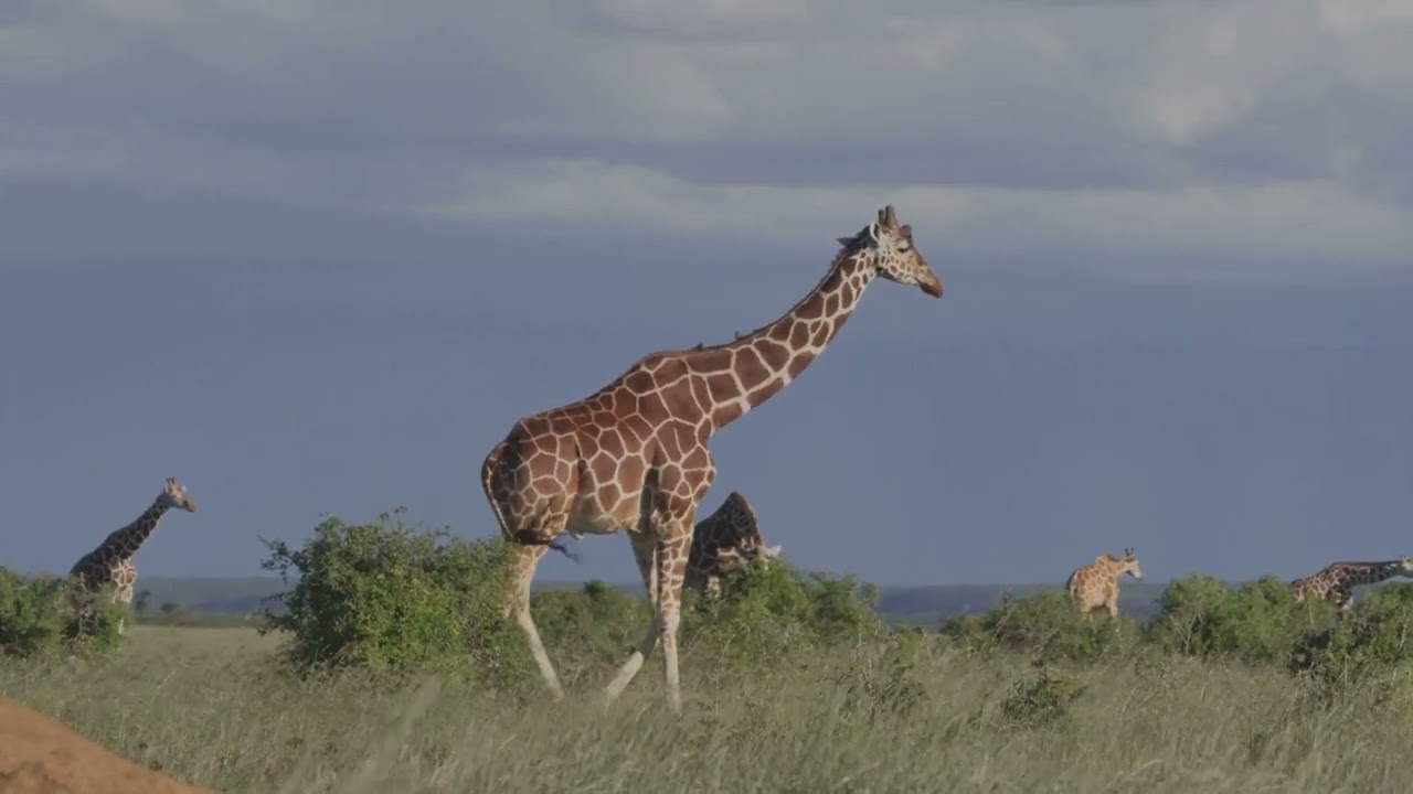Giraffes-The Towering Gentle Giant🦒