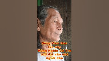 CHUYỆN LẠ TẠI SÔNG VÀM NAO HÀNG NGHÌN CÁ TRA TRÔI DẠT VÀO BỜ quá kỳ lạ bà con ơi #shorts