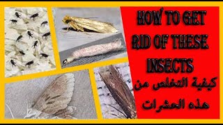 كيفية التخلص من الفراشات والسوس والديدان How to get rid of butterflies, weevils and worms