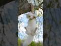 Unbelievable Animal Rescue – Dog Saves Cat! #shorts #ukshorts #usashorts
