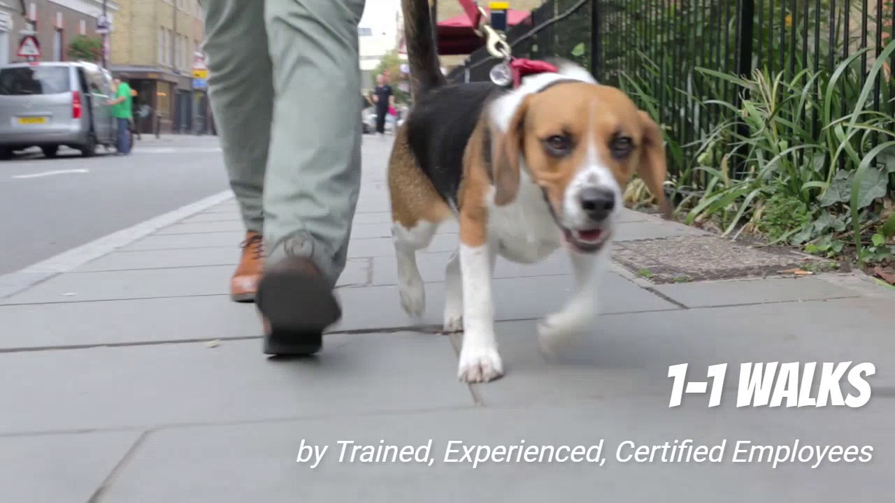 Strut The Pup Seattle Dog Walking YouTube