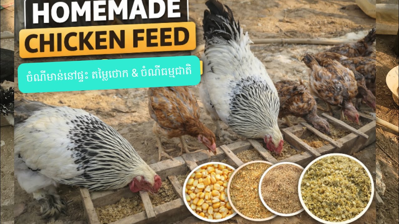 How I Make Homemade Chicken Feed | របៀបធ្វើចំណីមាន់សាមញ្ញៗនៅផ្ទះ