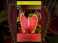 Veenus Flytrap Carnivorous Plant