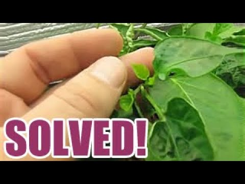 Video: Salvia Divinorum: hại, cấm trồng trọt