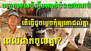 បច្ចេកទេសចិញ្ចឹមគោបំប៉នយកសាច់ តើធ្វើដូចម្តេចកុំឲ្យគោជល់គ្នាពេលដាក់ចូលគ្នា?