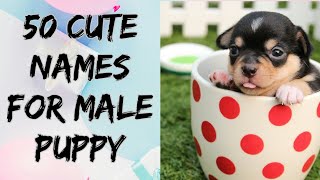 50 CUTE NAMES FOR MALE PUPPY I Niru's Petzone by Niru's Petzone 187 views 3 years ago 4 minutes, 25 seconds