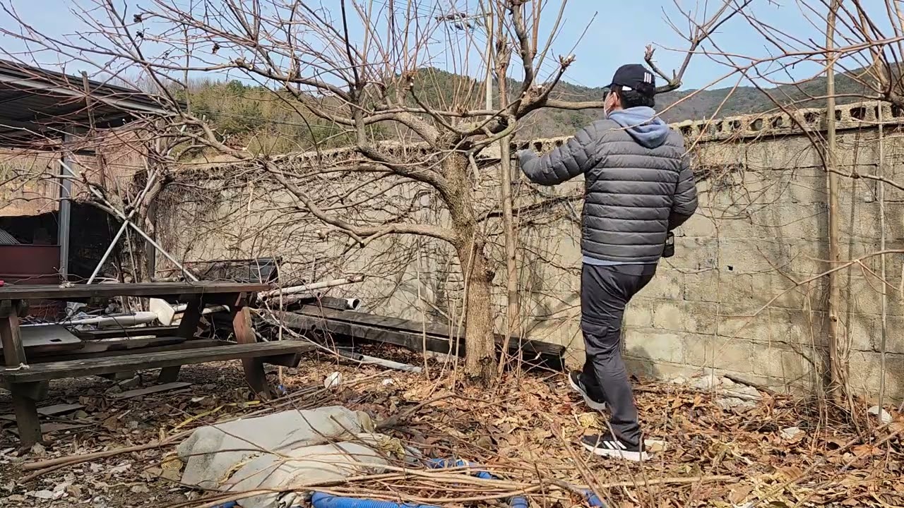 뒷마당 단감나무 전정작업 멍때리기(Zoning Out While Pruning My Backyard Sweet Persimmon Tree) 2026년 2월 16일 #감나무