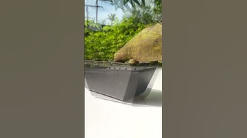 #incubator#experiment #diy #youtube #shortsfeed #experiment #egg #eggincubator #shorts