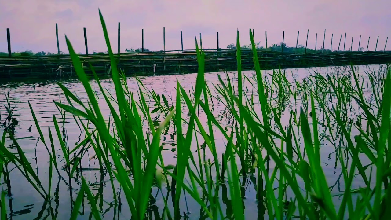 Nature Whatsapp Status YouTube