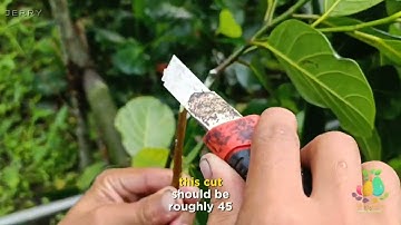 Eviarc Jackfruit - Discover the new way to propagate using Inarching method.