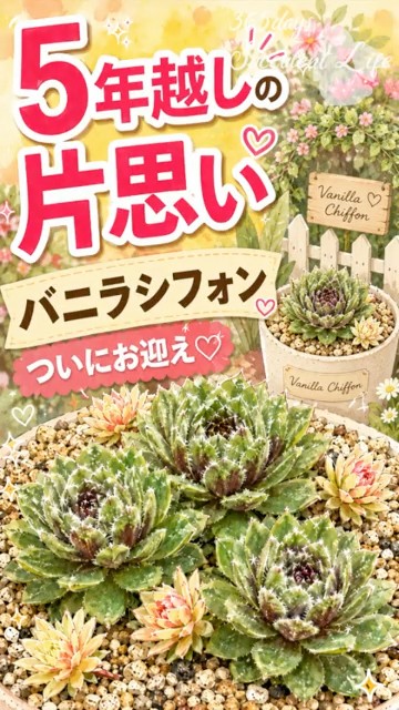Finally found it after 5 years! Sempervivum [Succulents