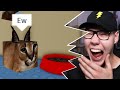 Reacting to Roblox Raise A Floppa Funny Moments Videos &amp; Memes