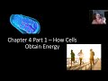 Cellular Energy and Enzymes